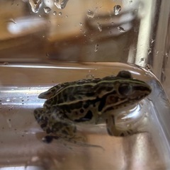 【カエル苦手な方は閲覧注意】トノサマガエルの画像