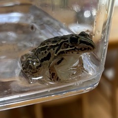【カエル苦手な方は閲覧注意】トノサマガエルの画像