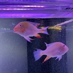 アルビノヘッケリー　ゲオファーガス　アカリクスヘッケリー　3匹セット　　13〜14cmの画像