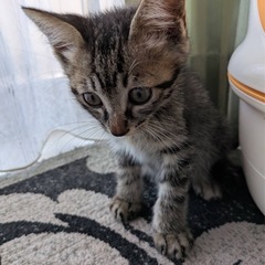 生後45日ぐらいのオスの子猫急募