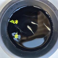 めだか各300円の画像