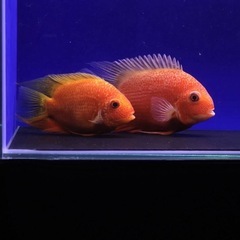 レッドスポットゴールデンセベラム 16cmと19cmぐらい　ペア？の画像