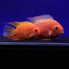 レッドスポットゴールデンセベラム 16cmと19cmぐらい　ペア？の画像