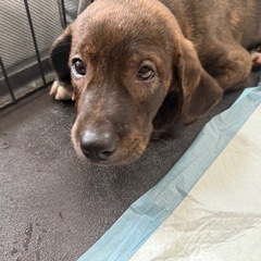 プロットハウンド×紀州犬