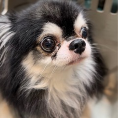 チワワ🌼5歳♂