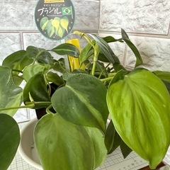 オキシカルジウム ブラジル フィロデンドロン 観葉植物　札付きの画像