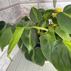 オキシカルジウム ブラジル フィロデンドロン 観葉植物　札付きの画像