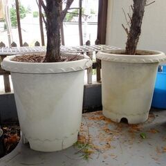 植木　杉　　園芸　ガーデニングの画像