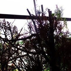 植木　杉　　園芸　ガーデニングの画像