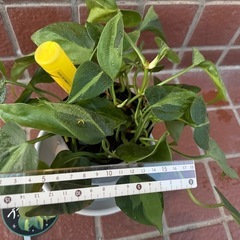 オキシカルジウム ブラジル フィロデンドロン 観葉植物　札付きの画像