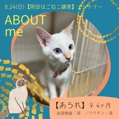 【あられ】愛らしい元気っ子