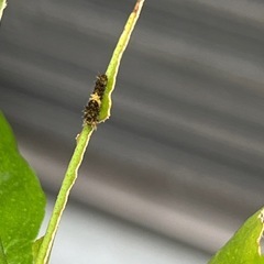 ナミアゲハ　幼虫の画像