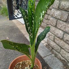 丈夫で育てやすい！　「珍しい模様の観葉植物」の画像