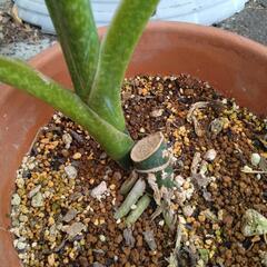 丈夫で育てやすい！　「珍しい模様の観葉植物」の画像