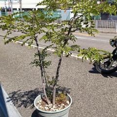 観葉植物  シマネトリコ160cmの画像