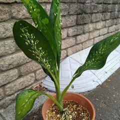 丈夫で育てやすい！　「珍しい模様の観葉植物」の画像