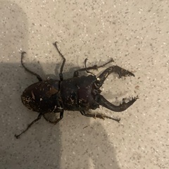 ノコギリクワガタの画像