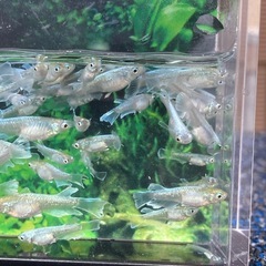 値下げ★メダカ★エメキン の画像