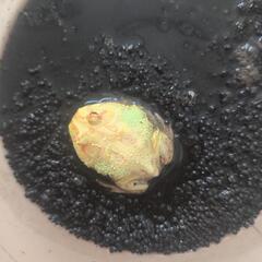 クラウンウェルツノガエルの画像