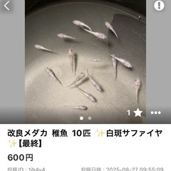 改良メダカ    ✨アロエ✨白斑サファイヤ✨ 3日間限定価格の画像
