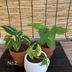ランキングキーワードに紐づく投稿画像-観葉植物