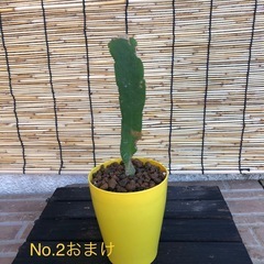 ミニ観葉植物　No.2の画像