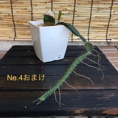 ミニ観葉植物No.4の画像