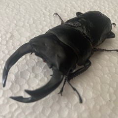 早いもの勝ち！国産オオクワガタペア！
の画像