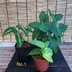 ランキングキーワードに紐づく投稿画像-観葉植物