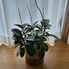 ペペロミア　鉢付きの画像