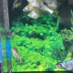 超特価★メダカ★ルーナ松井の画像