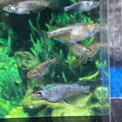 超特価★メダカ★ルーナ松井の画像