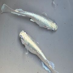 エメキン　めだか　稚魚　約1.5cm　10匹の画像