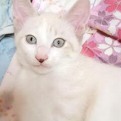 子猫里親募集