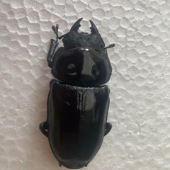 国産オオクワガタ3頭セット！の画像