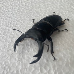 早いもの勝ち！国産オオクワガタペア！の画像
