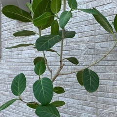 【値下げ】フィカス 大型観葉植物180㎝の画像