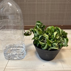ホヤの画像