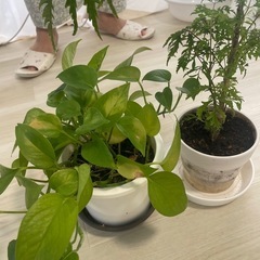 植物の画像