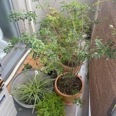 植物の画像