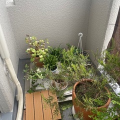 植物の画像