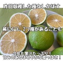 🌟市原さん家の「種なしかぼす」＆「璃の香レモン」販売開始‼️🌟 ...