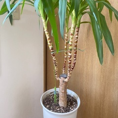 
観葉植物　の画像