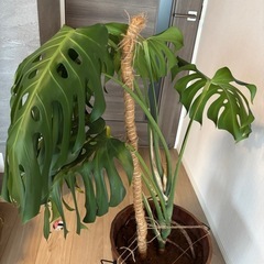 【観葉植物】【モンステラ】の画像