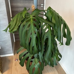 【観葉植物】【モンステラ】の画像