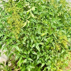 アベリア？と南天の木の画像
