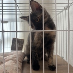 【里親急募】生後4ヶ月子猫🐈（9/4内容更新）