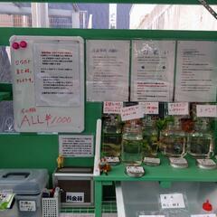 めだか販売の画像