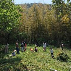 竹　１m　大量　あげます