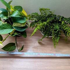 観葉植物 2鉢セット ① 育てやすい ボリュームたっぷり 丈夫の画像